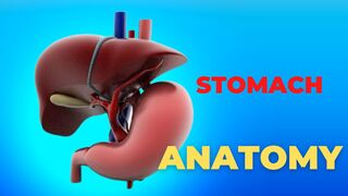 Stomach