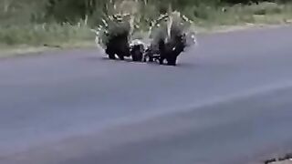 Animals Fight |miricls