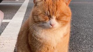 Cat sleeping