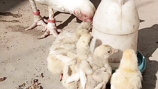 Heera Chicks/ chicks