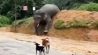 ഇവന്മാർ_പേടിപ്പിച്ച്_വീഴ്ത്തും__#elephantdance_#elephantfunnyvideos_#elephantvideos