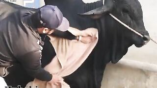 Heavyweight Bull /Black bull