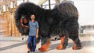 15 Most Expensive Dogs in the World