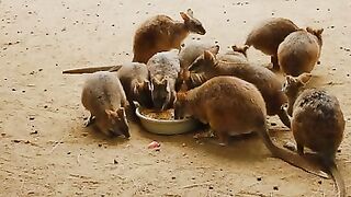 Cut animals_ food_ Interesting animal video .