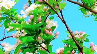 Beutyfull flower