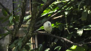 yellow bird