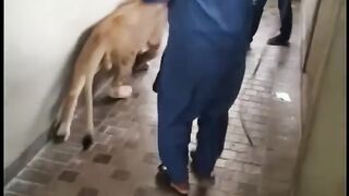 Lion_Attack_on_Man ????????