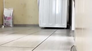 Funny cute cat | cat funny videos #shorts