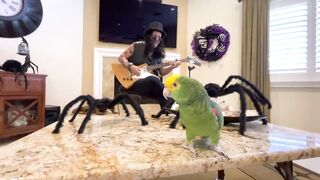 Добро пожаловать в джунгли малышка