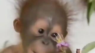 Funny monkey loves a flower.