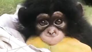 A monkey with no attitude.