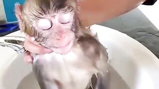 The monkey indulges in chupachupsem.