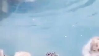 Monkeys in the pool.