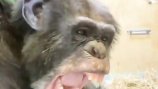 The monkey makes a face.