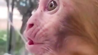 Very funny monkey.