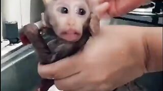 A very funny monkey loves to wash.