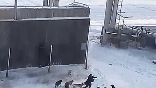 В Якутске стая разъяренных собак напала на женщину.