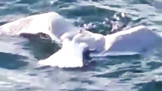 Осьминог напал на чайку Сахалин.