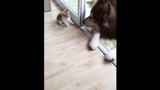 Animal Jokes Collection #23