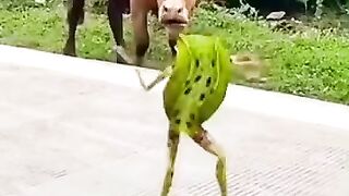 The frog makes fun of the cow.