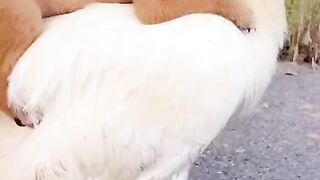 The puppy is on a rooster.
