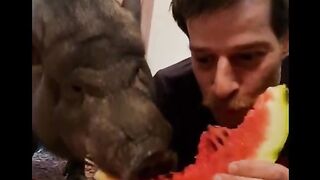 Watermelon is eaten on site.
