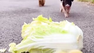 The puppy is dragging the duckling.