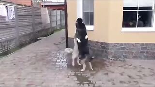 Sabaki dance lambada.