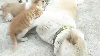 Собака и котята