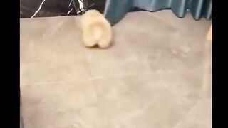 Funny dog ​​video #82