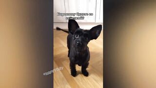 СМЕШНЫЕ КОШКИ 2021 И ДРУГИЕ ЖИВОТНЫЕ/ 10 МИНУТ СМЕХА