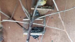 exactly the goldfinch