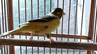 Sparrows can be considered the smartest birds