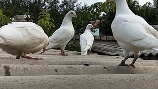Features of keeping pigeons