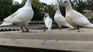 Pigeons - companionable birds