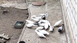 Pigeon dwelling