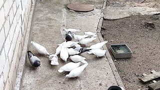Area rate when keeping pigeons