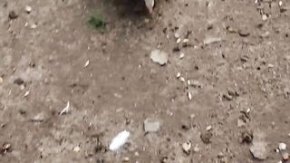 Curly pigeon.
