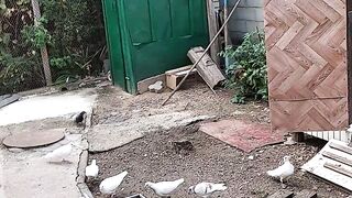 Flying pigeons