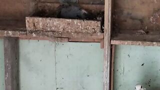 The main thing in keeping meat pigeons