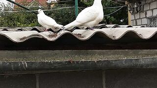 Perches