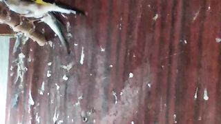 How the goldfinch sings