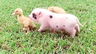 Funny Animal - Best Of The 2021 Funny Animal Videos - TRY NOT TO LAUGH!