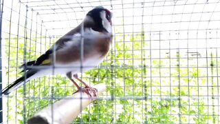 Very beautiful bird