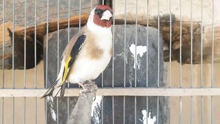 Goldfinch