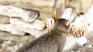 cat thief