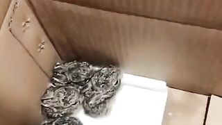 Cute Rabbit - Best Of The 2021 Funny Animal Videos - TRY NOT TO LAUGH!