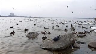 Лебеди Евпатории...