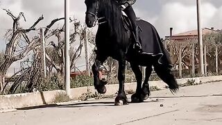 The horse is dancing.
