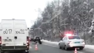 Лось выбежал на проезжую часть и тут же был сбит насмерть